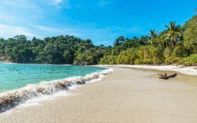 Tamarindo