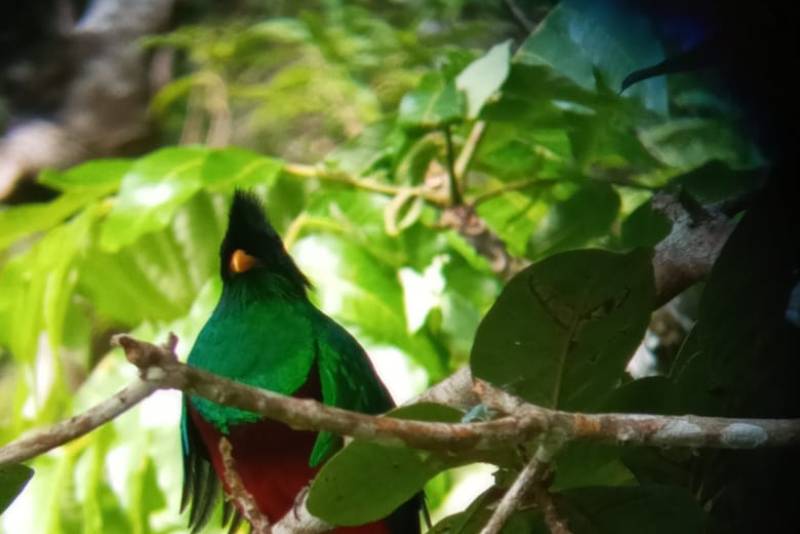 Birds Tour Monteverde