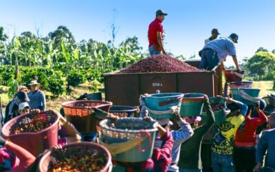 Coffee Tour Experience