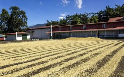 Full Day Combo, Doka Coffee Tour + Poas Volcano + La Paz Waterfall Garden