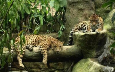 La Paz Waterfalls Garden and Doka Coffee Tour Experience