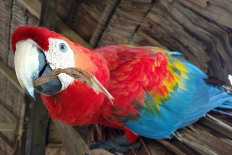 Wild Macaws Tour