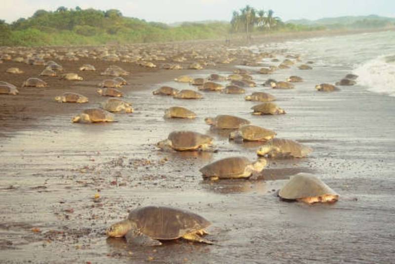 Turtle Nesting Tour