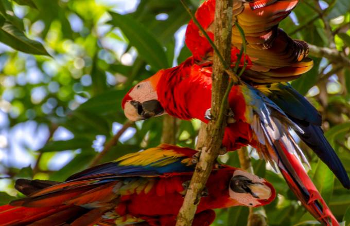 Macaw Sanctuary and ATV Tour in Samara