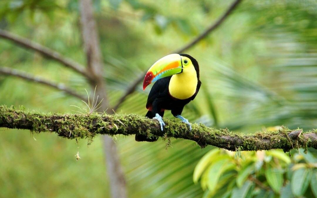 Walk in the Jungle and Bird Watching Tour