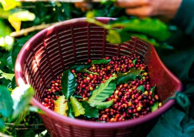 Doka Estate Coffee Tour with TOP Costa Rica